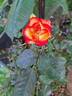 Betty Boop ™ rose photo