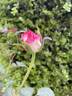 Vernon's Laugh ™ rose photo