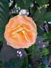 Bataclan rose photo
