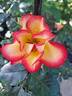 Betty Boop ™ rose photo