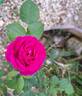Baby Blue rose photo