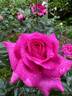Chartreuse de Parme rose photo