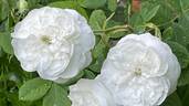Madame Hardy rose photo