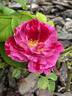 Ferdinand Pichard rose photo