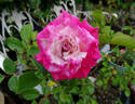 Good Ole Mountain Dew rose photo