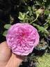 Charles Lawson rose photo