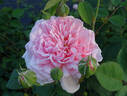 Lilac Rose rose photo