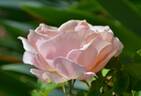 First Kiss rose photo