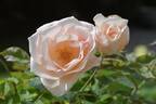 First Kiss rose photo
