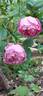 Reine Victoria rose photo