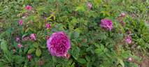 Robert le Diable rose photo