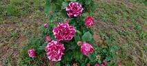 Roger Lambelin rose photo