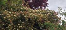 R. cymosa rose photo