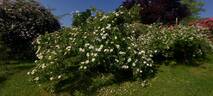 R. dupontii rose photo