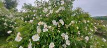 R. dupontii rose photo