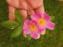 Basye's Legacy rose photo