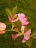 Basye's Legacy rose photo