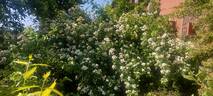 R. helenae rose photo