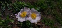 <i>Rosa macrantha</i> Desportes rose photo