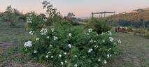 R. moschata rose photo