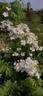 R. moschata rose photo