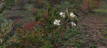 R. moschata rose photo