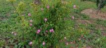 <I>Rosa pisocarpa</i> A.Gray rose photo