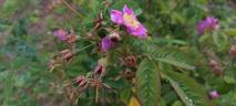 <I>Rosa pisocarpa</i> A.Gray rose photo