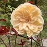 Devoniensis rose photo