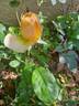 Anahe ® rose photo