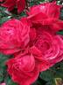 Milestone rose photo