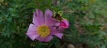 Rosa roxburghii 'Lampion' rose photo