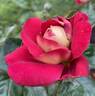 Cherries rose photo
