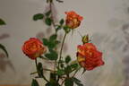 Polo Club ™ rose photo