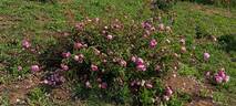 <i>Rosa</i> x <i>centifolia</i> rose photo
