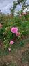 <i>Rosa</i> x <i>centifolia</i> rose photo
