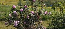 Conrad Ferdinand Meyer rose photo