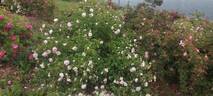 Duchesse De Montebello rose photo