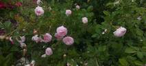 Duchesse De Montebello rose photo