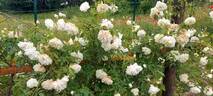 Lamarque rose photo