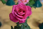 Flemington Racecourse rose photo
