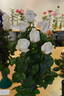 Amazing Grace '07 rose photo