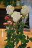 Dr Bruce Chapman rose photo