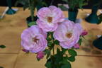 Lacy Parasol rose photo