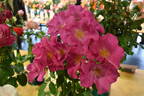 Playgirl ™ rose photo