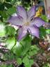 Lucky Charm clematis photo