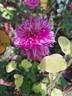 Kaiser clematis photo