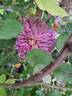 Kaiser clematis photo