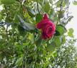 Baronne Edmond de Rothschild, Cl. rose photo