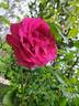 Baronne Edmond de Rothschild, Cl. rose photo